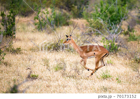 An antelope in the grassland of the savannah in Kenya An antelope in the grassland of the savannah in Kenya 70173152