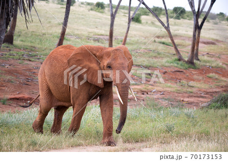 A red elephant walks among the palm trees and trees A red elephant walks among the palm trees and trees 70173153