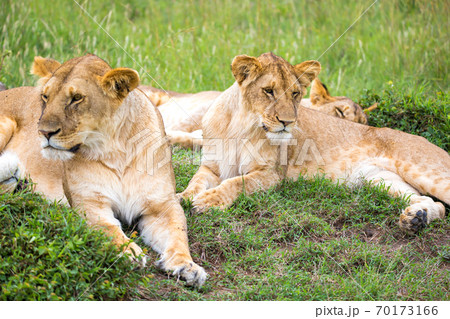Lion family in the savannah of Kenya 70173166