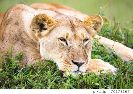 The portrait of a lioness, she lies in the grass in the savannah The portrait of a lioness, she lies in the grass in the savannah 70173167