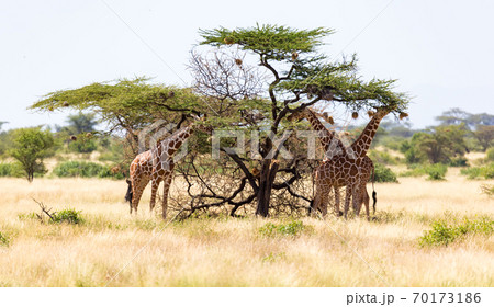 A giraffe group eats the leaves of the acacia trees A giraffe group eats the leaves of the acacia trees 70173186