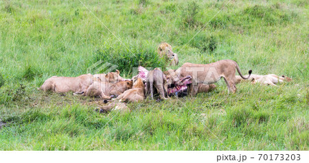 A lion family is eating a buffalo between tall grass A lion family is eating a buffalo between tall grass 70173203