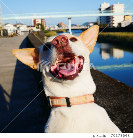 散歩が楽しくて笑顔の犬の写真素材
