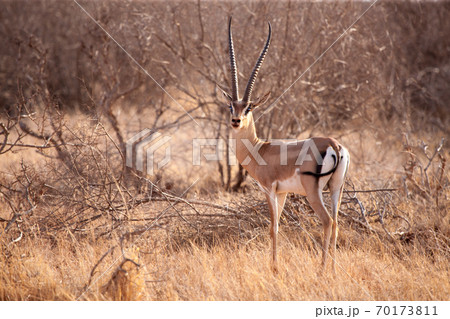 An antelope is standing in the savannah of Kenya An antelope is standing in the savannah of Kenya 70173811