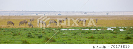 Landscape of Kenya with herds of animal. 70173819