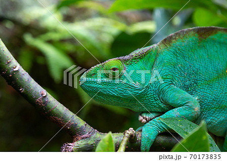 A green chameleon on a branch in close-up 70173835