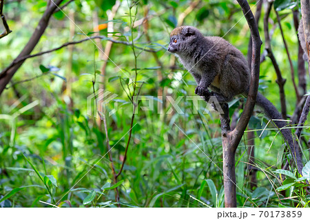 Funny bamboo lemurs on a tree branch watch the visitors Funny bamboo lemurs on a tree branch watch the visitors 70173859