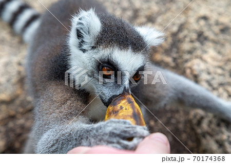 A ring-tailed lemur on a large stone rock eats a banana A ring-tailed lemur on a large stone rock eats a banana 70174368