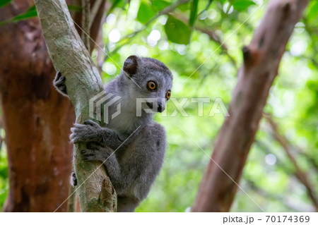 A crown lemur crawls on the branches of a tree A crown lemur crawls on the branches of a tree 70174369