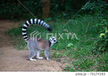 A ring-tailed lemur in its natural environment 70174383