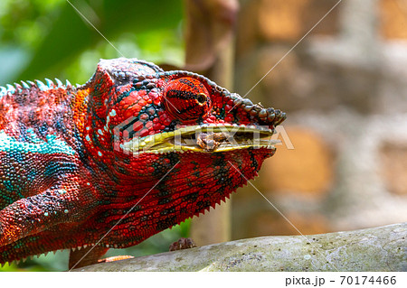 Colorful chameleon on a branch in a national park on the island of Madagascar Colorful chameleon on a branch in a national park on the island of Madagascar 70174466