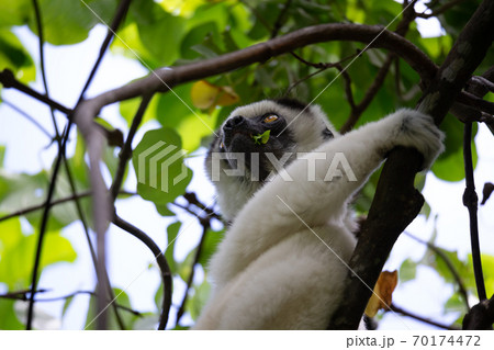 A black and white lemur sits in the crown of a tree, vari, sifaka A black and white lemur sits in the crown of a tree, vari, sifaka 70174472