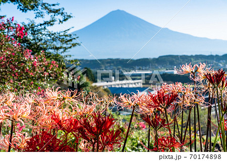 (静岡県)ヒガンバナと富士山 (静岡県)ヒガンバナと富士山 70174898