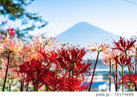 (静岡県)ヒガンバナと富士山 (静岡県)ヒガンバナと富士山 70174899
