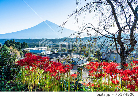 (静岡県)ヒガンバナと富士山 (静岡県)ヒガンバナと富士山 70174900