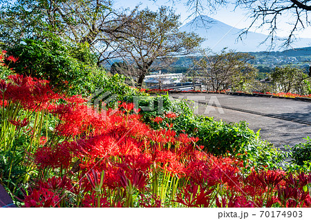 (静岡県)ヒガンバナと富士山 (静岡県)ヒガンバナと富士山 70174903