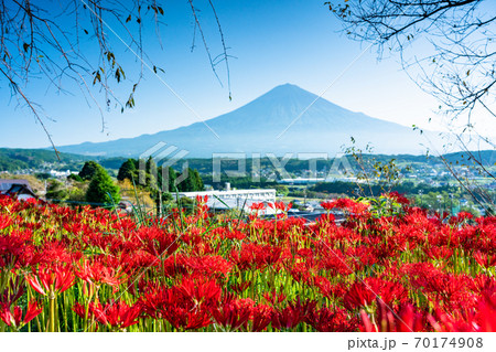 (静岡県)ヒガンバナと富士山 (静岡県)ヒガンバナと富士山 70174908