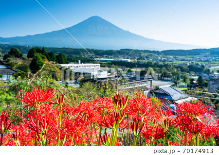 (静岡県)ヒガンバナと富士山 (静岡県)ヒガンバナと富士山 70174913