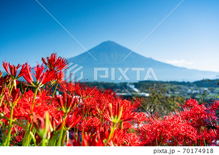(静岡県)ヒガンバナと富士山 (静岡県)ヒガンバナと富士山 70174918