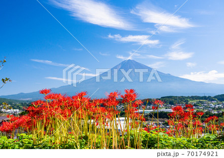 (静岡県)ヒガンバナと富士山 (静岡県)ヒガンバナと富士山 70174921