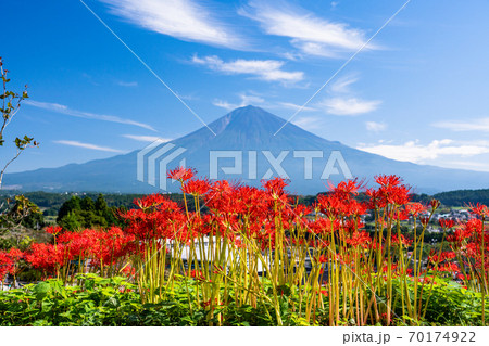 （静岡県）ヒガンバナと富士山 70174922