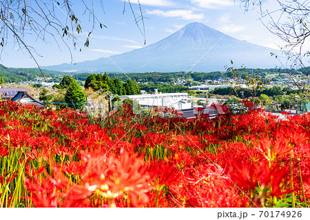 (静岡県)ヒガンバナと富士山 (静岡県)ヒガンバナと富士山 70174926