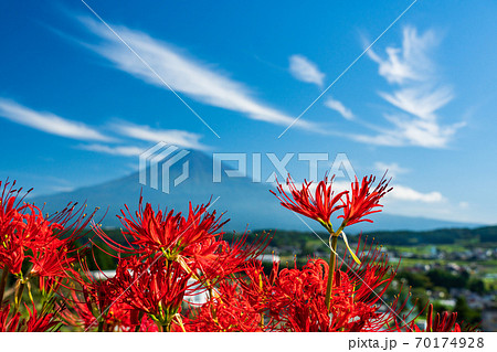 (静岡県)ヒガンバナと富士山 (静岡県)ヒガンバナと富士山 70174928