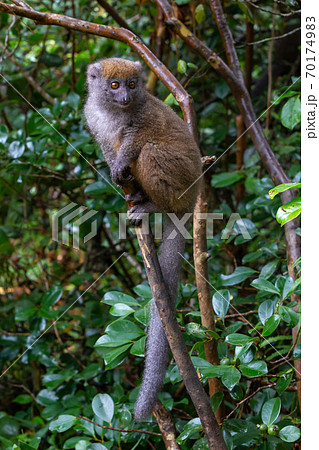 Funny bamboo lemurs on a tree branch watch the visitors 70174983