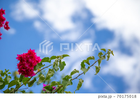 Beautiful exotic flowers on a blue white sky background Beautiful exotic flowers on a blue white sky background 70175018