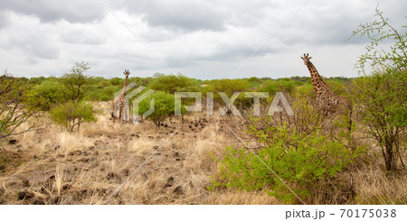 Giraffe watching you behind the bush in Kenya Giraffe watching you behind the bush in Kenya 70175038