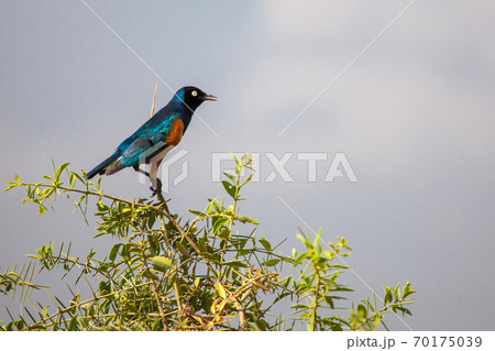 Colorful bird is sitting on the tree, on safari in Kenya Colorful bird is sitting on the tree, on safari in Kenya 70175039