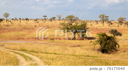 Landscape in Kenya, a way in the national park Landscape in Kenya, a way in the national park 70175040