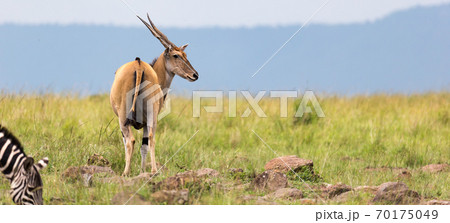 Elend antilope in the Kenyan savanna between the different plants 70175049