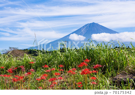 （静岡県）ヒガンバナと富士山 70175342