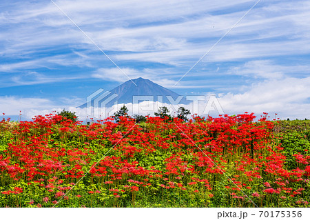 (静岡県)ヒガンバナと富士山 (静岡県)ヒガンバナと富士山 70175356