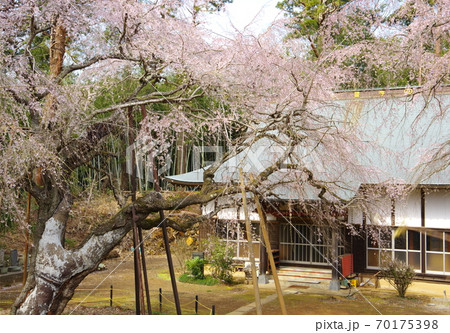 福星寺のしだれ桜（千葉県四街道市） 70175398