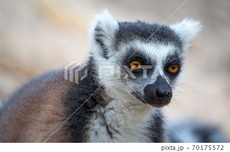 A portrait of a ring-tailed lemur in close-up 70175572