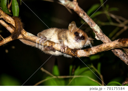 A mouse lemur moves along the branches of a tree A mouse lemur moves along the branches of a tree 70175584