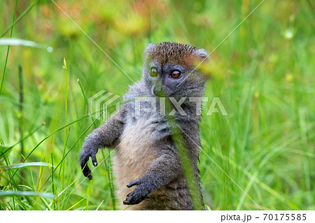 A bamboo lemur between the tall grass looks curious A bamboo lemur between the tall grass looks curious 70175585