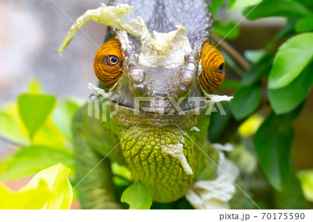 Colorful chameleon on a branch in a national park on the island of Madagascar Colorful chameleon on a branch in a national park on the island of Madagascar 70175590