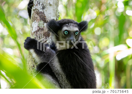 An Indri lemur on the tree watches the visitors to the park 70175645