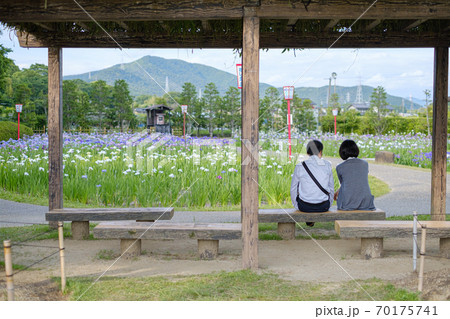 賀茂しょうぶ園 豊橋市 の写真素材