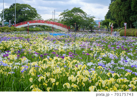 賀茂しょうぶ園（豊橋市） 70175743