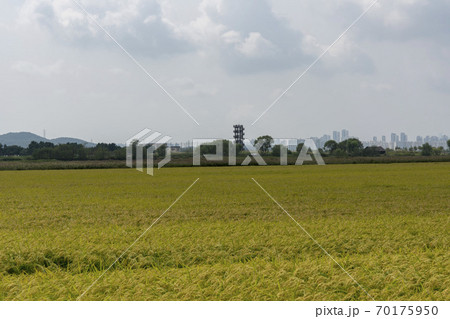 風景 田畑 始興市 70175950