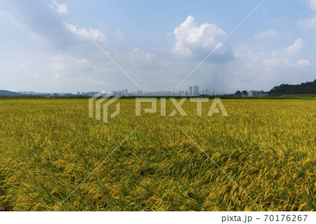風景 田畑 始興市 70176267