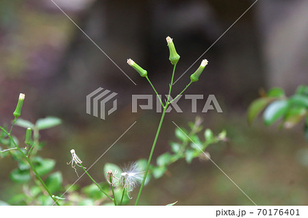 ダンドボロギク ダンドボロギク 70176401