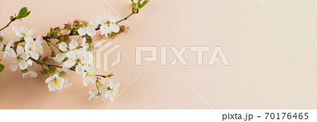 blooming cherry twig with green small leaves lies 70176465