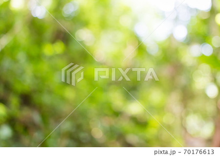 Blurred green leaves in the jungle Blurred green leaves in the jungle 70176613