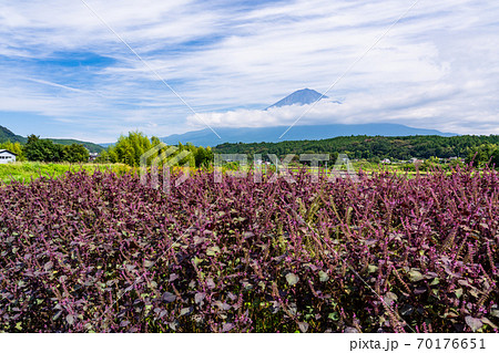(静岡県)シソ畑と富士山 (静岡県)シソ畑と富士山 70176651