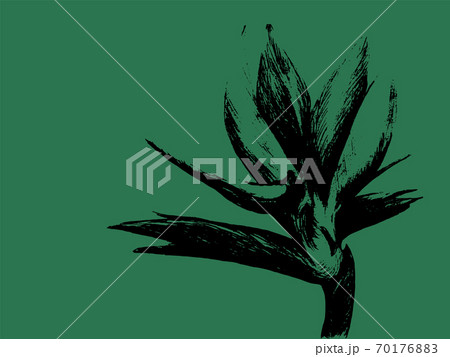 Bird of paradise flower isolated on green background. Hand drawn botanical illustration, exotic tropical plant. Graphic style design element. For greeting card, invitation, print 70176883